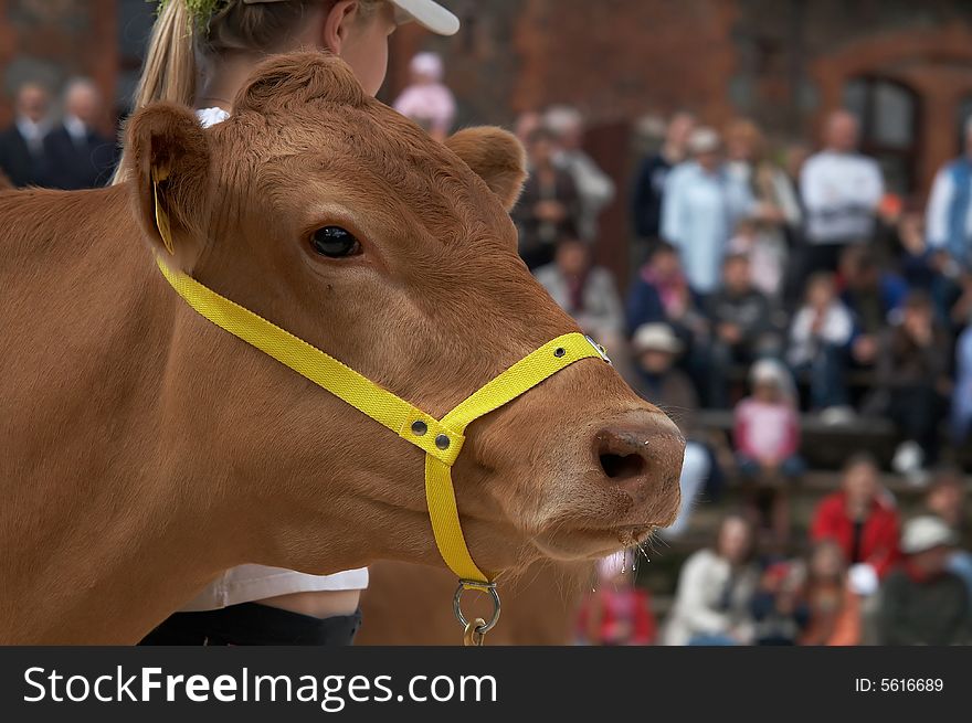 Portrait of the brown cow from estonia. Portrait of the brown cow from estonia