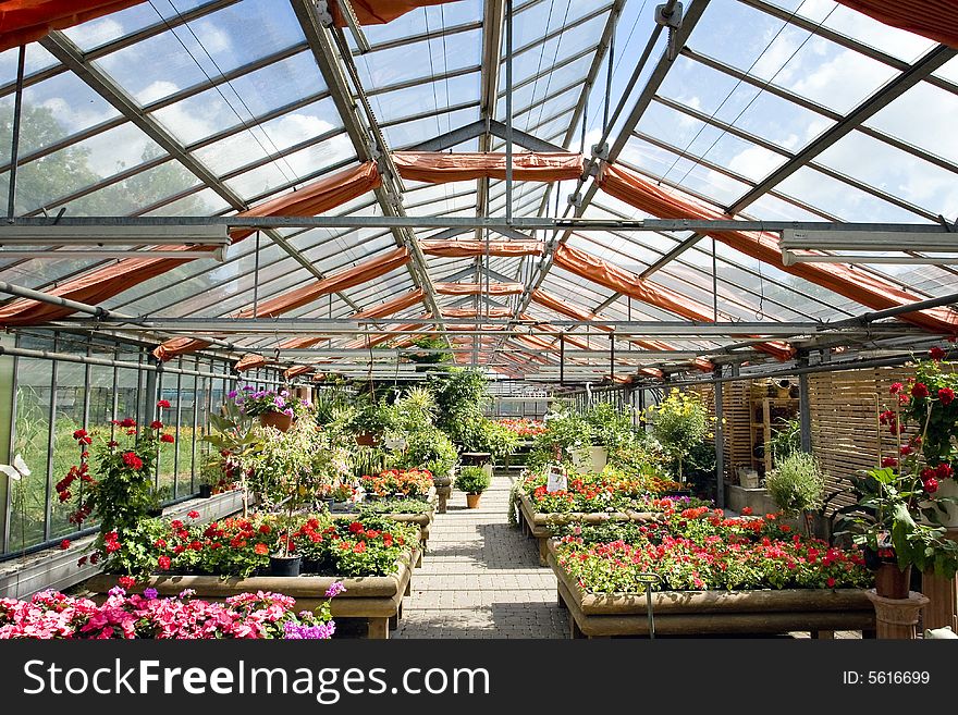 View into the glass house of a market garden. View into the glass house of a market garden