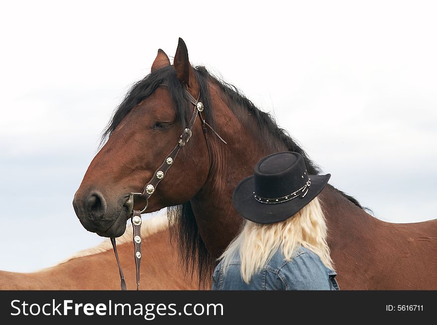 Beautiful portrait of a brown horse well groomed and braided. Beautiful portrait of a brown horse well groomed and braided