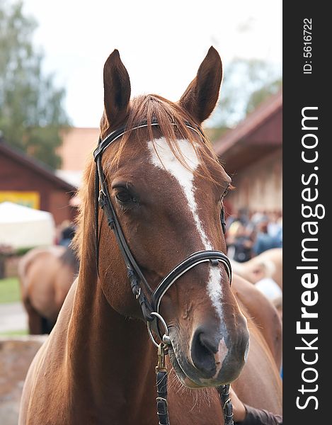 Beautiful portrait of a brown horse well groomed and braided. Beautiful portrait of a brown horse well groomed and braided