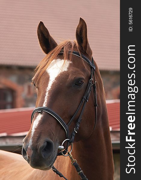 Beautiful portrait of a brown horse well groomed and braided. Beautiful portrait of a brown horse well groomed and braided