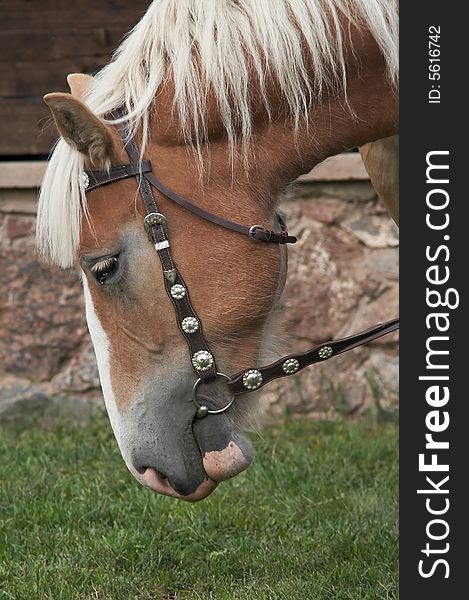 Beautiful portrait of a brown horse well groomed and braided. Beautiful portrait of a brown horse well groomed and braided