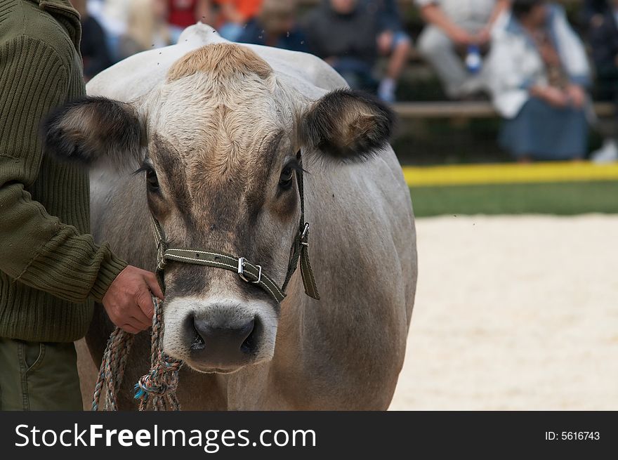 Portrait of the brown cow from estonia. Portrait of the brown cow from estonia