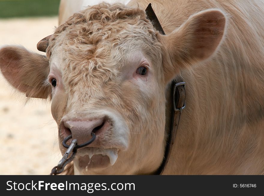 A portrait of angry bull pulled from nosering