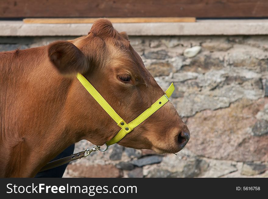 Portrait of the brown cow from estonia. Portrait of the brown cow from estonia