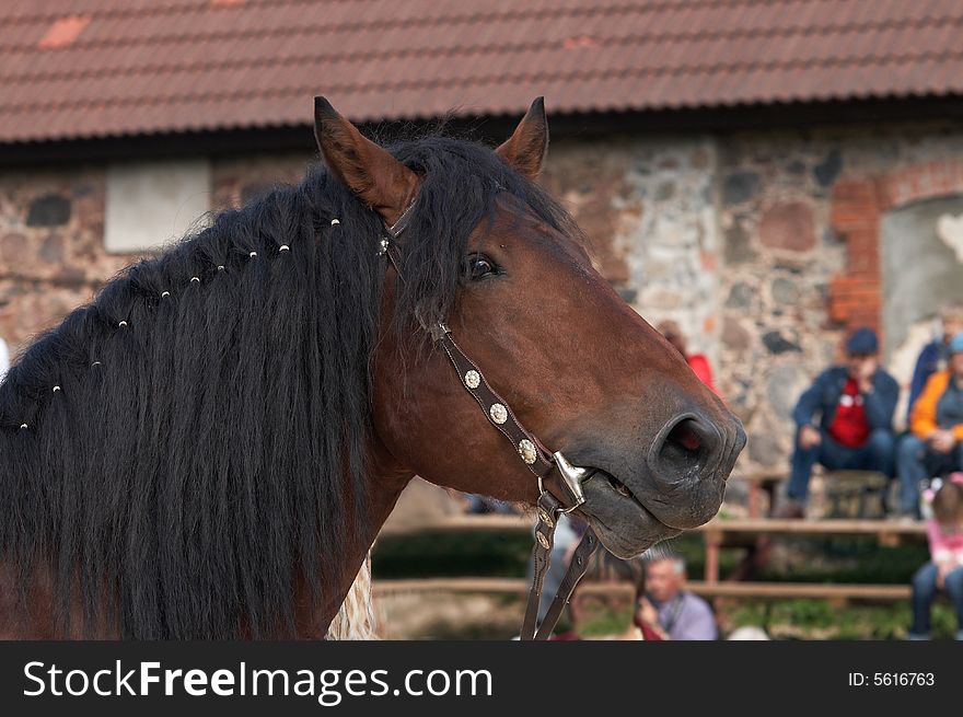 Beautiful portrait of a brown horse well groomed and braided. Beautiful portrait of a brown horse well groomed and braided