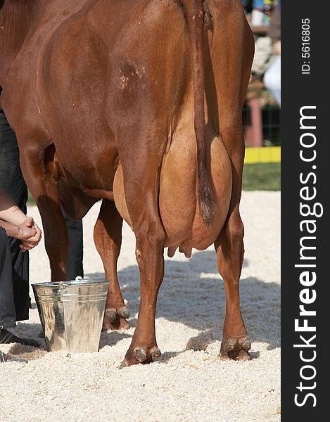 Dairy cattle udder ready to milk