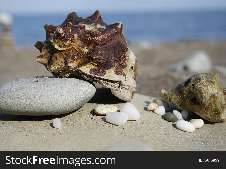 Seashell and pebble on background of sea