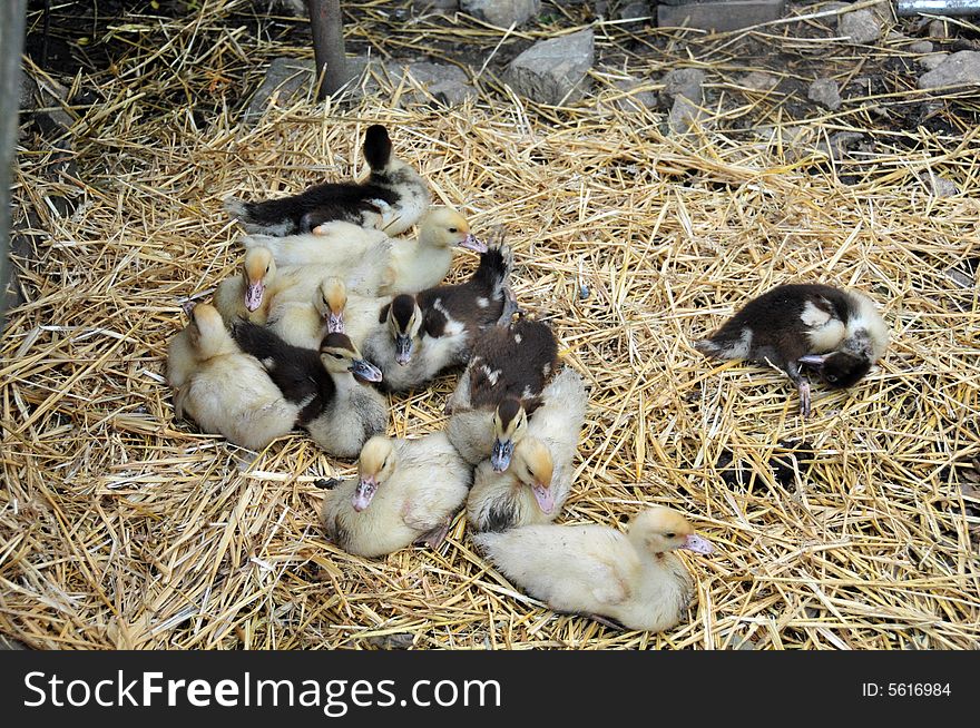 Baby ducks on a farm