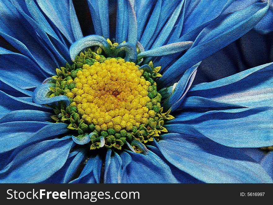 A macro photograph of a blue colored Daisy. A filter was applied to give it texture. A macro photograph of a blue colored Daisy. A filter was applied to give it texture.