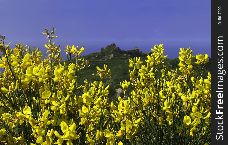 Yellow gorse landscape summer holiday. Yellow gorse landscape summer holiday