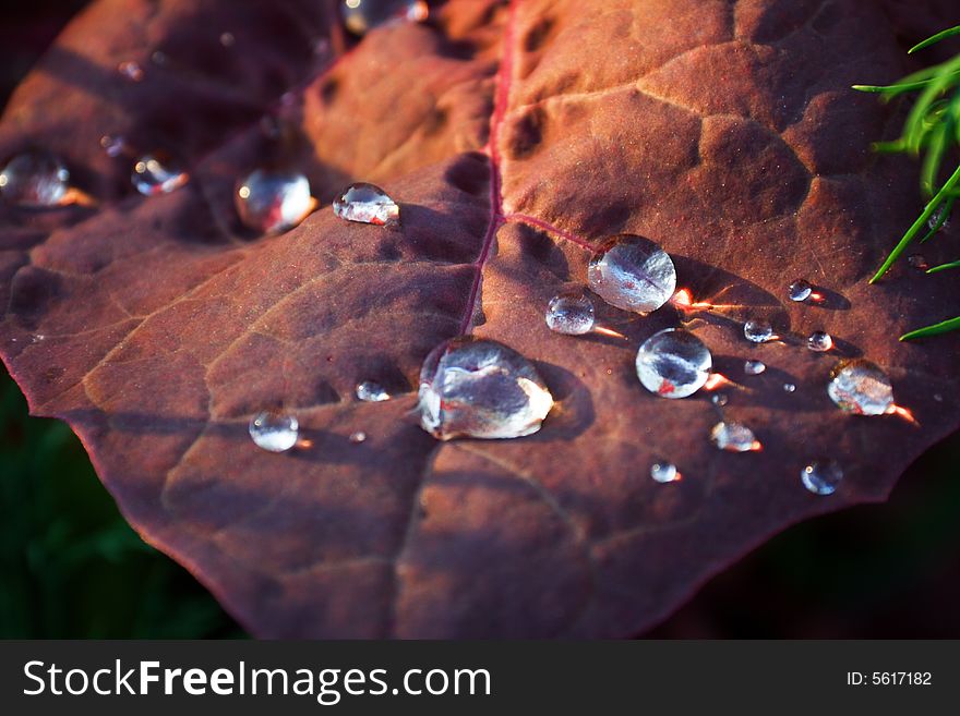 Drops on a leaf (close-up view)