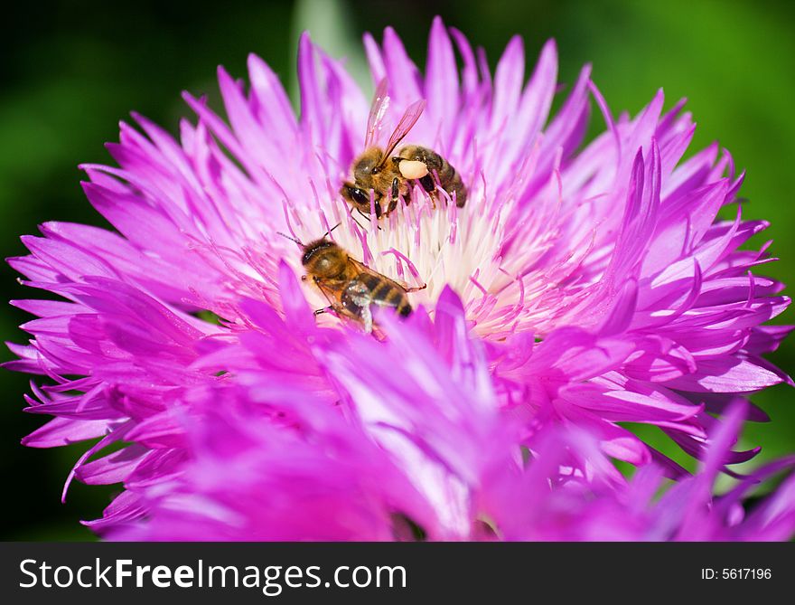 Bees on a flower (macro view)