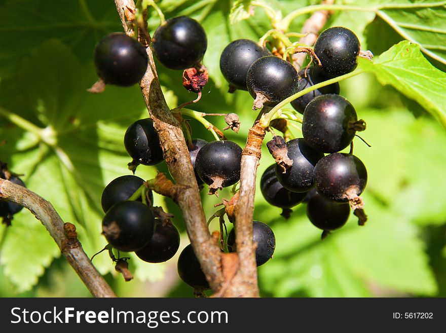 Black currants cluster  in the middle green leafs