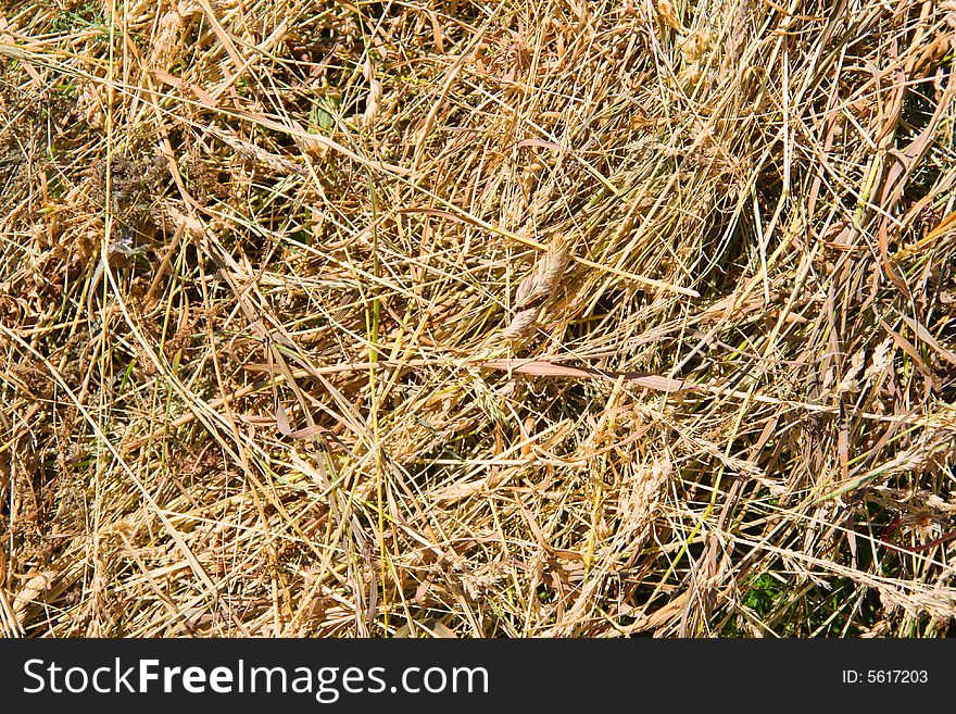 Hay background (dry plants on the ground)