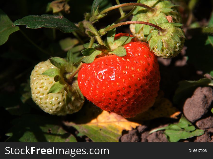Strawberries found in the middle of leafs (not gathered)