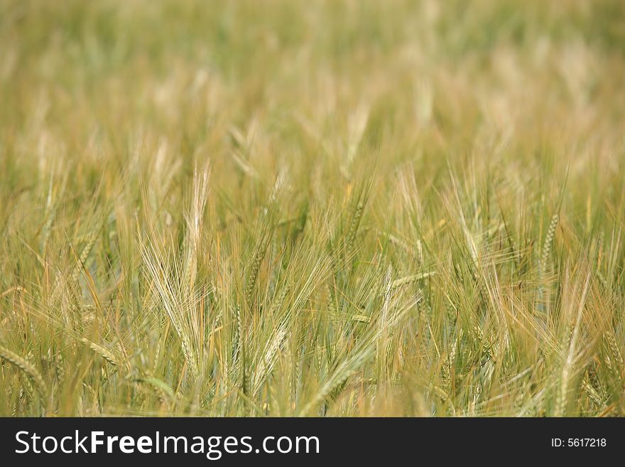 Cereal green field background texture.