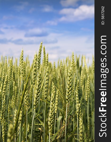 Wheat ears on sky background