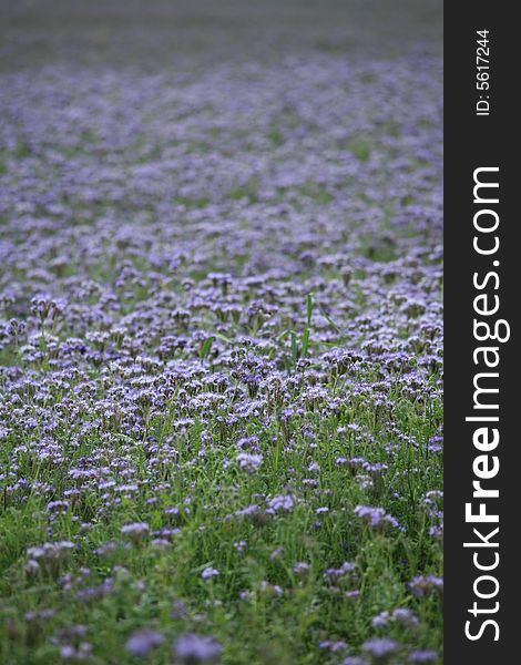 Violet Field Background Texture