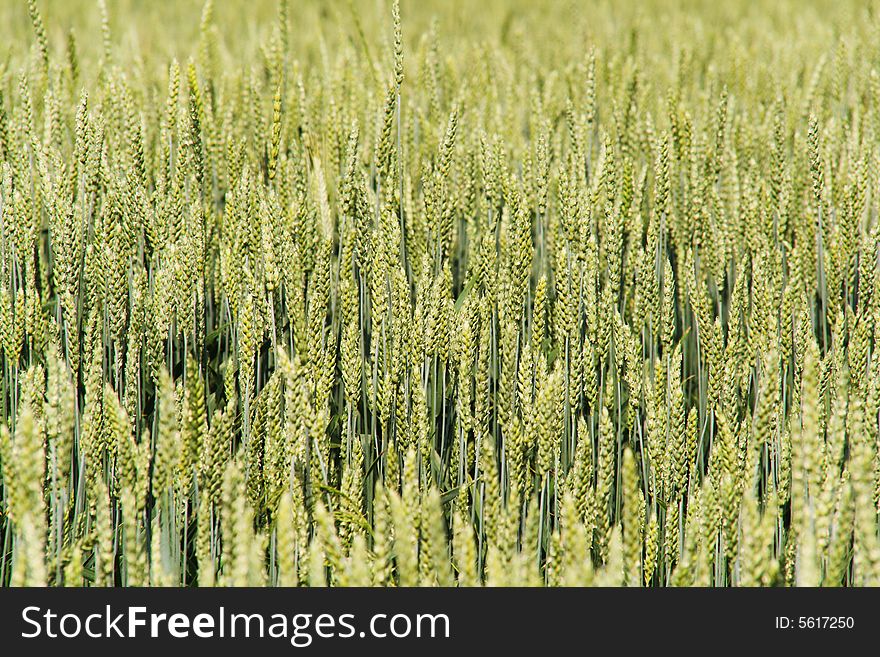 Green wheat background (cllose-up view)