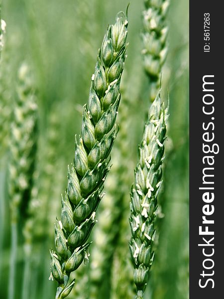 Wheat ears (green field background)