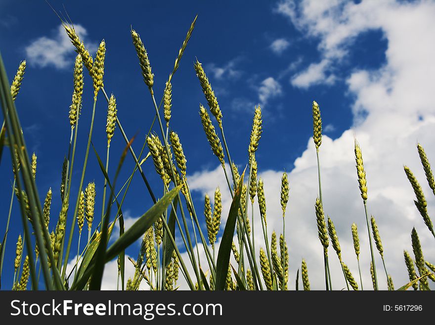 Wheat Ears On Blue Background