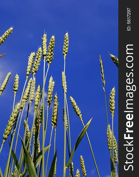 Wheat ears on blue background