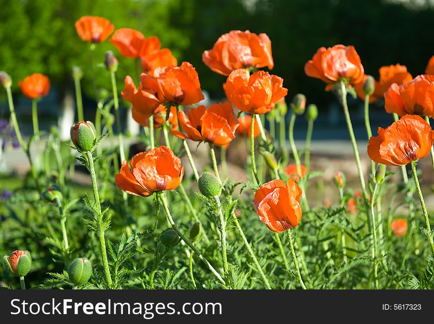 Red poppies on city street