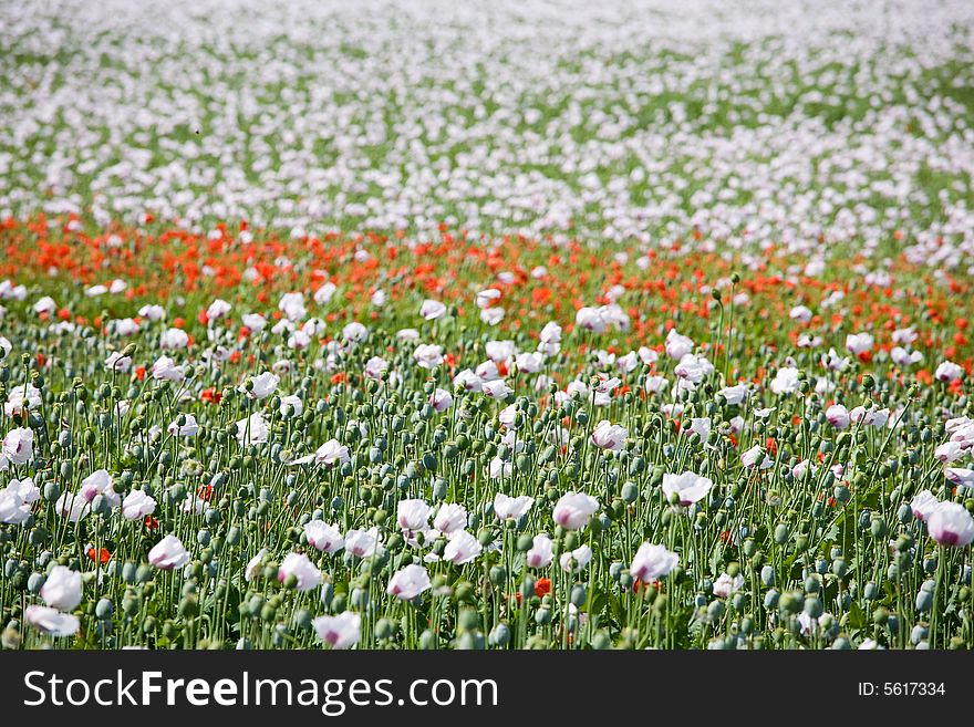 Triple color poppy flower field. Triple color poppy flower field.