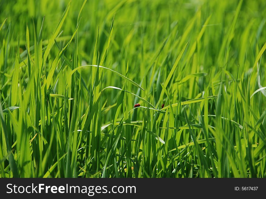 Ladybirds on grass