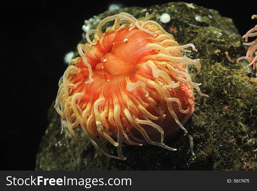 Pink spotted sea anemone and rock underwater