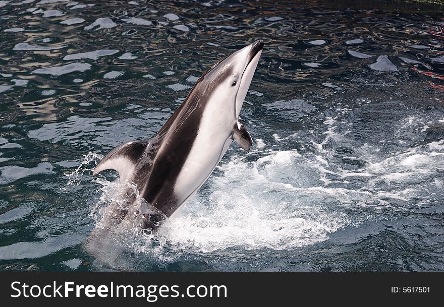 Dolphin jumpping out of water. Dolphin jumpping out of water
