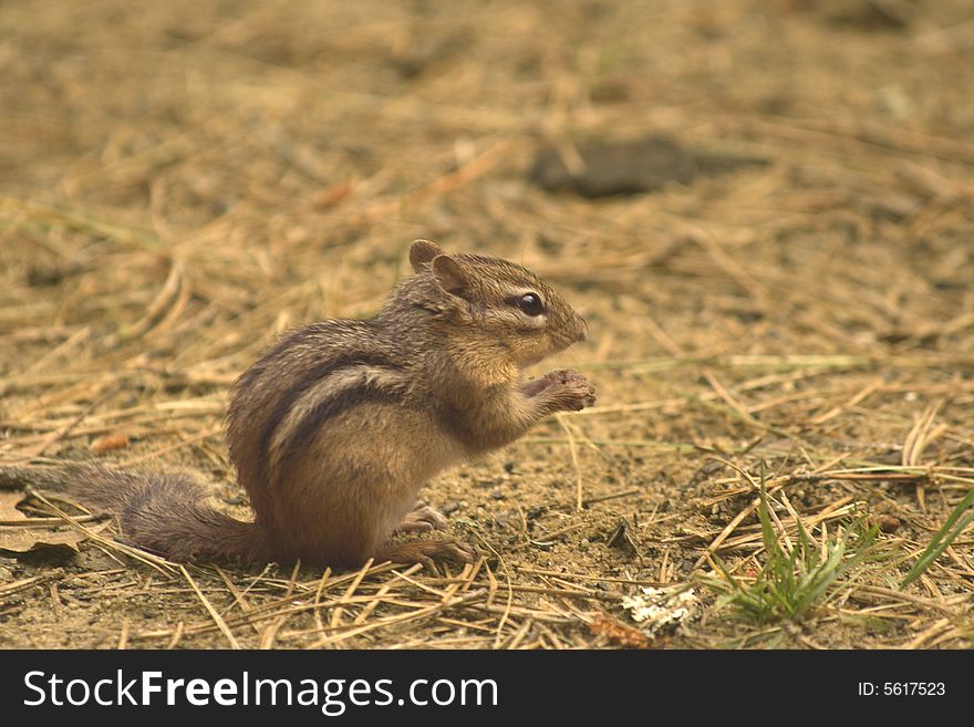 Close-up of chipmunk with food in its pads