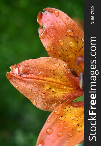 Raindrops on the orange flower. Raindrops on the orange flower