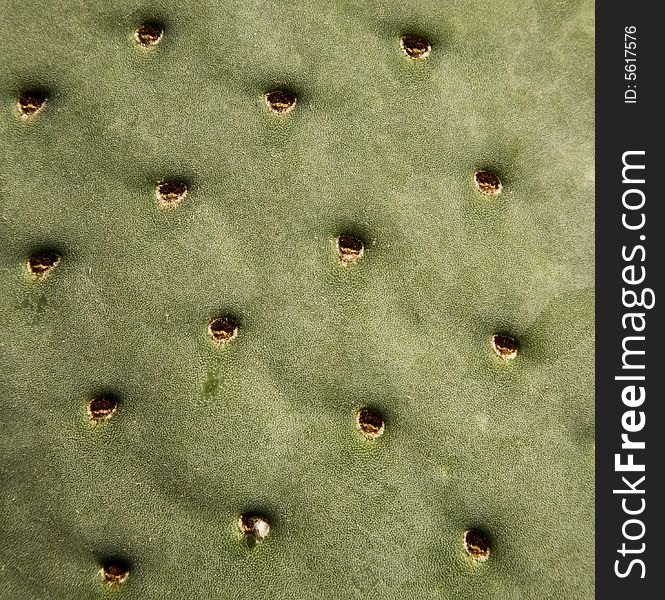 Cactus Pad