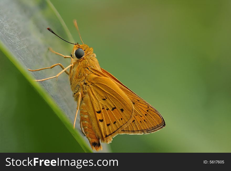 Very sharp moth standing on a leaf