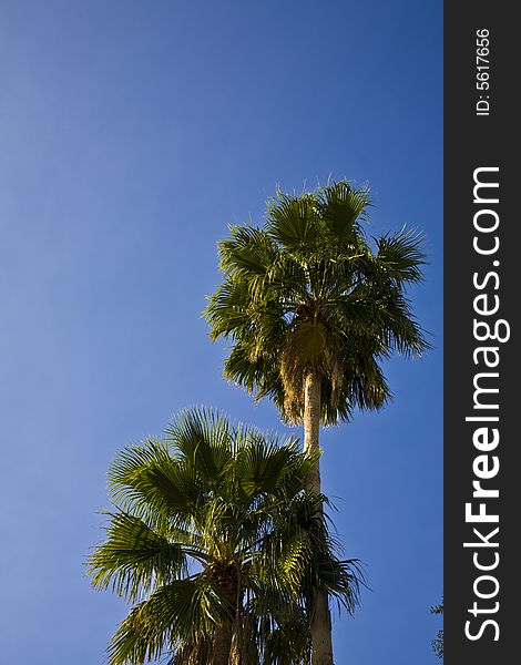 Palm trees in the southwestern United States. Palm trees in the southwestern United States