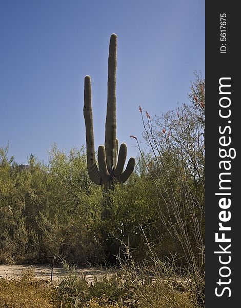 Saguaro Cactus surrounded by brush