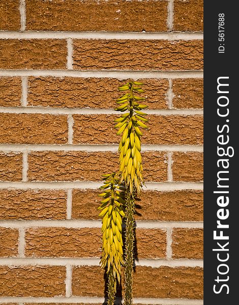 Succulent flowers against a brick wall. Succulent flowers against a brick wall