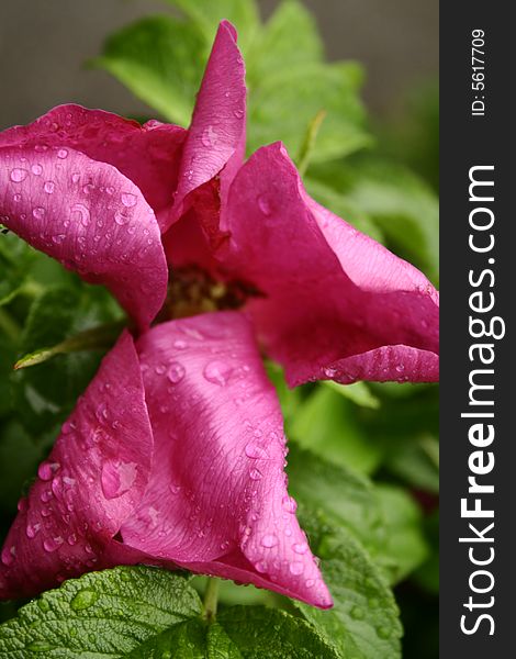Raindrops on the pink flower. Raindrops on the pink flower