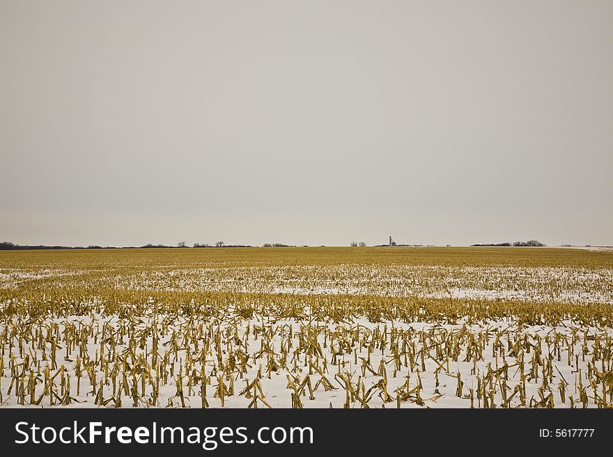 Winter corn field with snow. Winter corn field with snow
