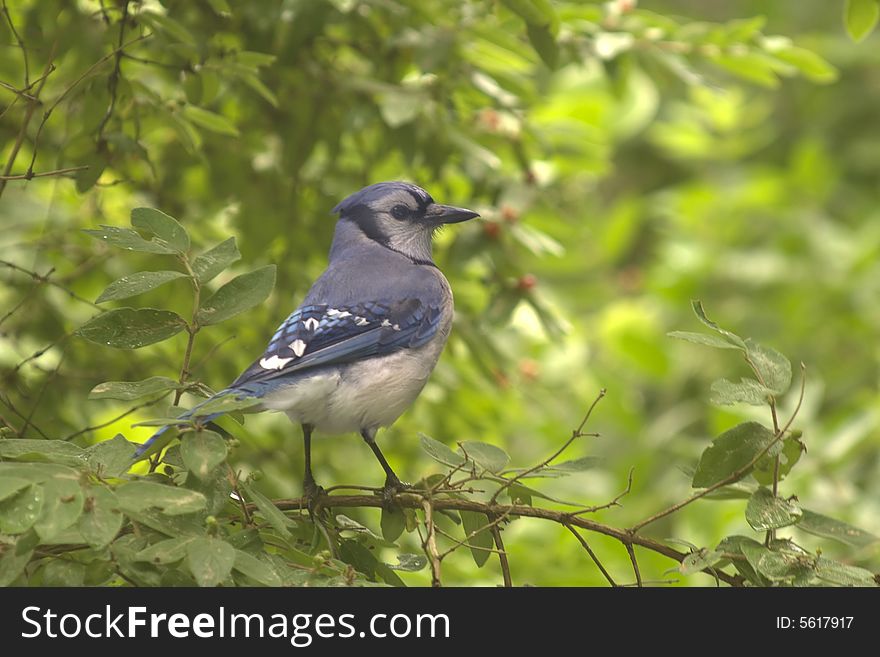 Blue burd (bluejay) sitting on tree branch