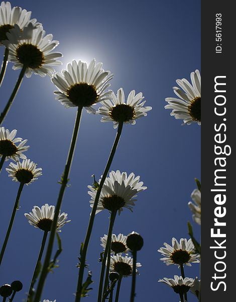 Upward shot of daisies reaching for the sun and blue sky. Upward shot of daisies reaching for the sun and blue sky.