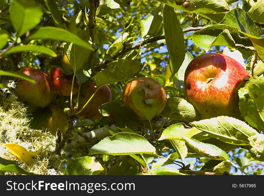 Apples On Tree