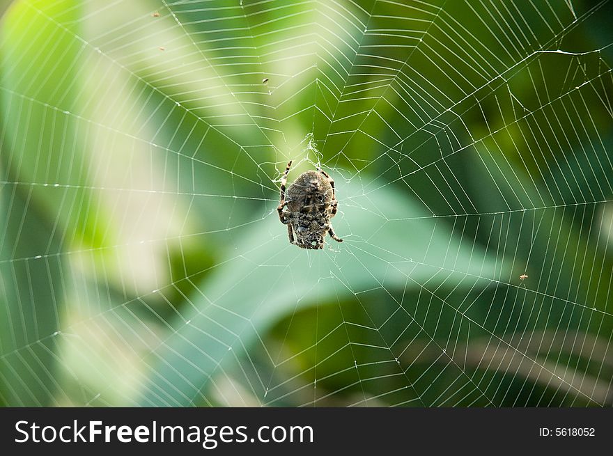 A spider making a web. A spider making a web