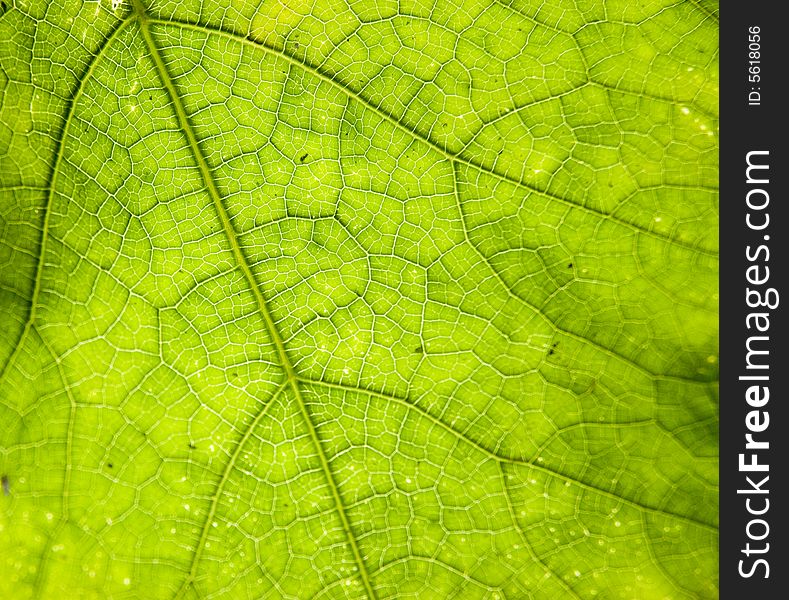 Detailed leaf of salad in back-light