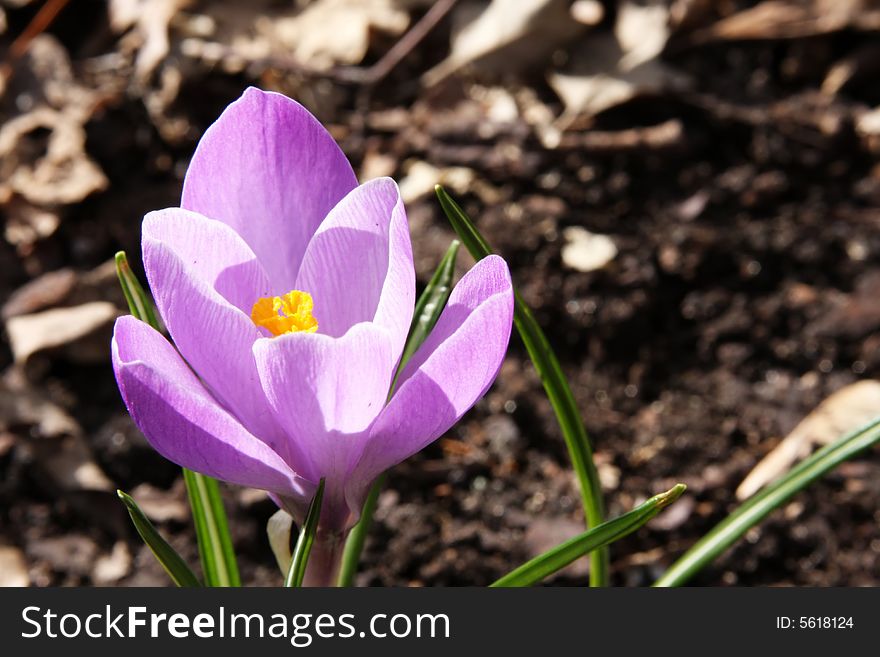 A Crocus blooming in early spring time.  Focus is on the center of the flower. Petals glow in the sunlight