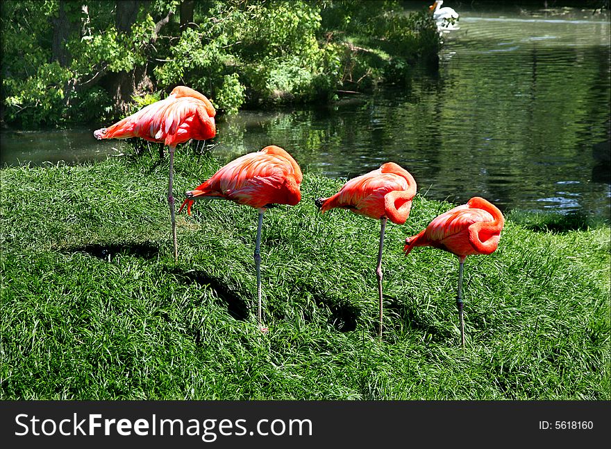 Four pink flamingos standing on one leg with heads tucked on their backs. Four pink flamingos standing on one leg with heads tucked on their backs.