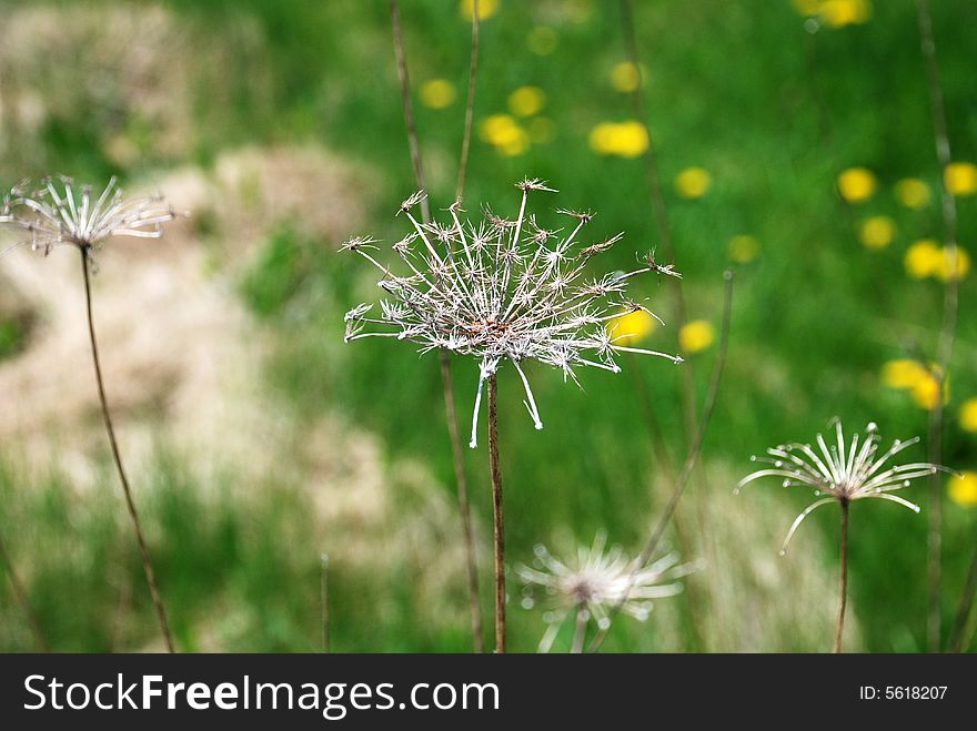 Dried Queen Ann's Lace flower (Daucus carota)