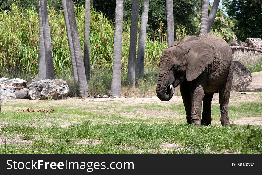 An Elephant out for a walk, while eating some grass. An Elephant out for a walk, while eating some grass